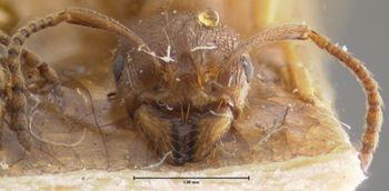 Media type: image; Entomology 20608   Aspect: head frontal view